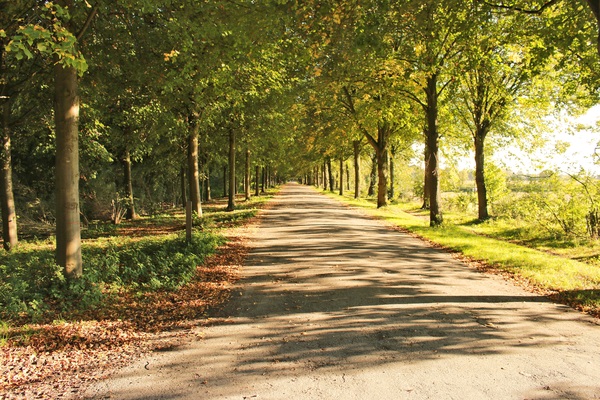 Landas sa parke na may puno at araw
